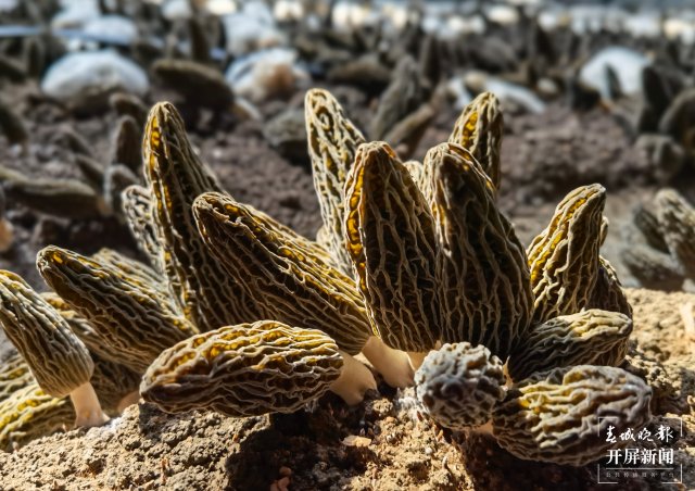 云南3年內(nèi)要讓1000份云菌遨游太空(開屏新聞記者 沈長佑 攝)