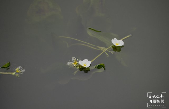 翠湖海菜花 龍宇丹 攝