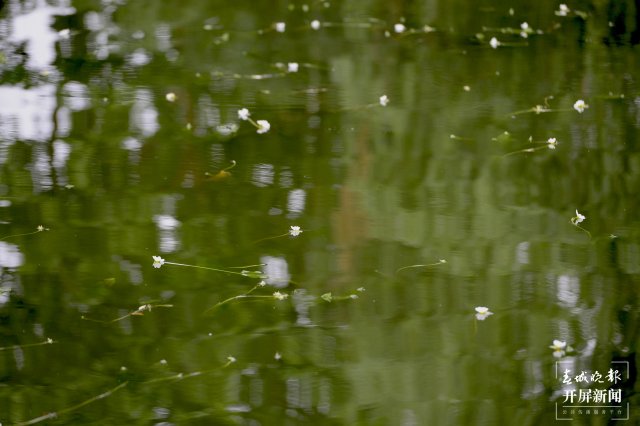 翠湖海菜花 龍宇丹 攝