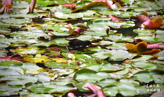 翠湖海菜花 龍宇丹 攝