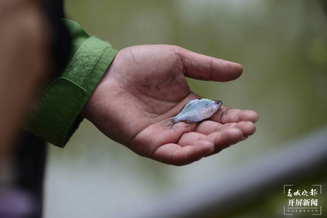 翠湖海菜花 龍宇丹 攝