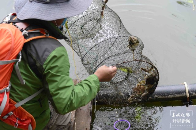 翠湖海菜花 龍宇丹 攝