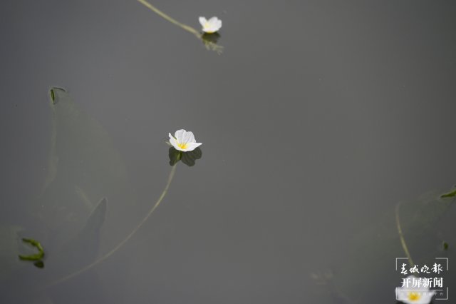 翠湖海菜花 龍宇丹 攝