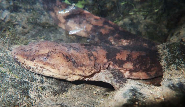 中科院昆明動(dòng)物研究所科研人員發(fā)現(xiàn)純種江西大鯢野生種群(供圖)