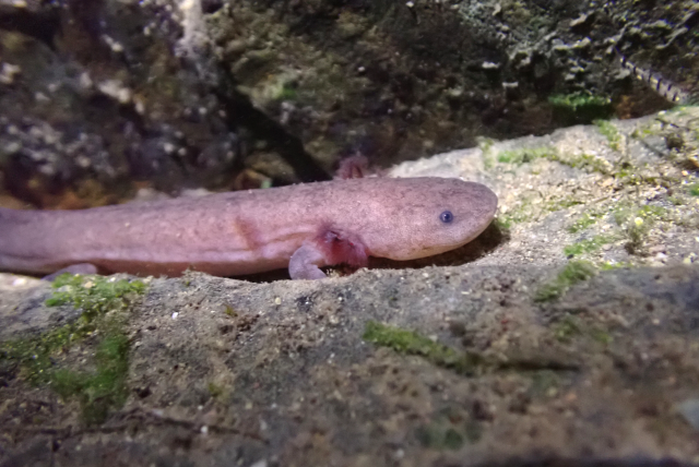 中科院昆明動(dòng)物研究所科研人員發(fā)現(xiàn)純種江西大鯢野生種群(供圖)