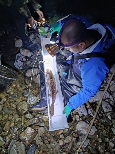 中科院昆明動(dòng)物研究所科研人員發(fā)現(xiàn)純種江西大鯢野生種群(供圖)