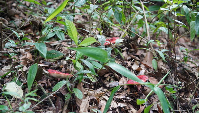 75e84cb5c2e318a4a5d9819a336df7c9.jpeg 圖片