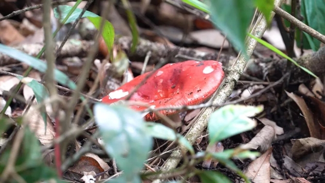 0515綠春:山野中的美味珍饈——大紅菌.mpg.00_03_11_27.靜止004.jpg 圖片