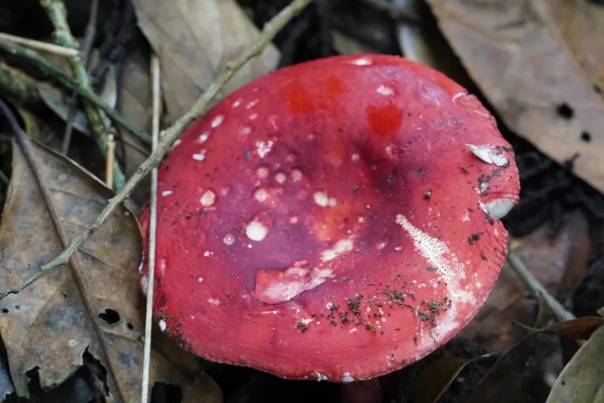 f1584641b912c778623ac4827b1766c7.jpeg 圖片