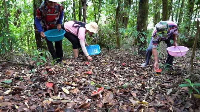 0515綠春:山野中的美味珍饈——大紅菌.mpg.00_01_18_24.靜止002.jpg 圖片