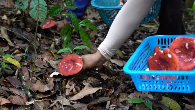 0515綠春:山野中的美味珍饈——大紅菌.mpg.00_01_36_11.靜止003.jpg 圖片