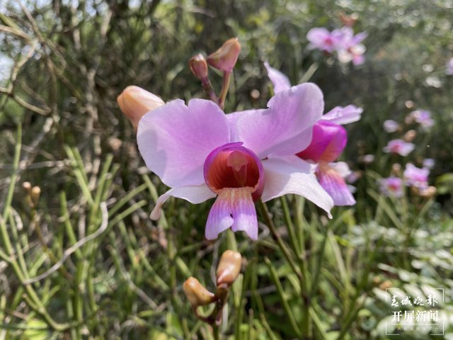 俏如彩蝶！中國(guó)易危物種鳳蝶蘭現(xiàn)身云南龍陵（開屏新聞?dòng)浾?崔敏 通訊員 郁云江 賀彬 李飛 攝）