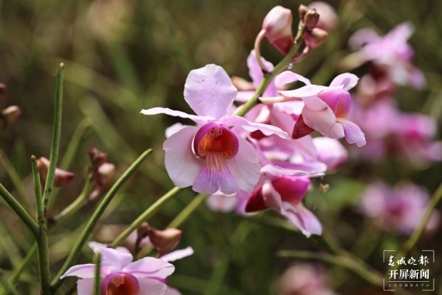 俏如彩蝶！中國(guó)易危物種鳳蝶蘭現(xiàn)身云南龍陵（開屏新聞?dòng)浾?崔敏 通訊員 郁云江 賀彬 李飛 攝）