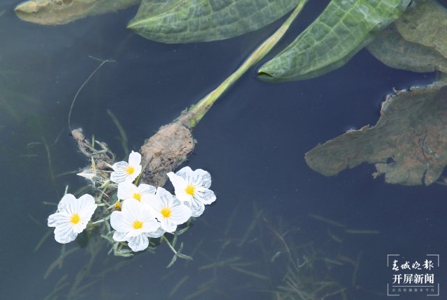 云南沾益海峰濕地 海菜花（開屏新聞?dòng)浾?蔣瓊波 通訊員 舒婷婷 攝）