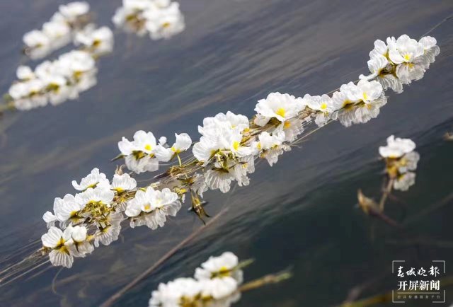 云南沾益海峰濕地 海菜花（開屏新聞?dòng)浾?蔣瓊波 通訊員 舒婷婷 攝）