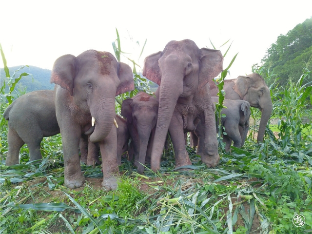 即將“營(yíng)業(yè)”！云南給大象建了個(gè)1000畝的專屬“食堂”