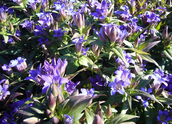 龍膽草（圖據(jù)“滄江明珠云縣”微信公眾號(hào)）