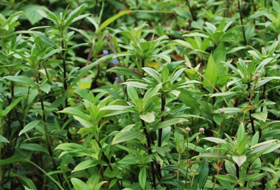 龍膽草（圖據(jù)“滄江明珠云縣”微信公眾號(hào)）