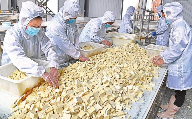 分揀豆腐塊 本報通訊員 婁建偉 攝