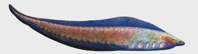 （△“天下第一魚”昆明魚 圖片來源 澄江化石地世界自然遺產(chǎn)）.jpg