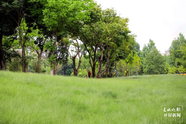 城市中心古樹成林！262棵古樹讓曲靖這處公園成了當(dāng)季最火打卡地