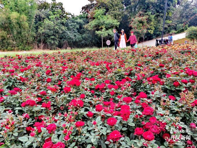 城市中心古樹成林！262棵古樹讓曲靖這處公園成了當(dāng)季最火打卡地