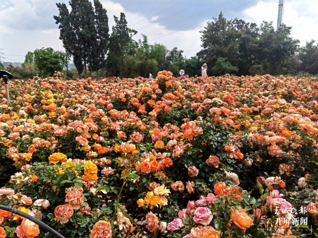 城市中心古樹成林！262棵古樹讓曲靖這處公園成了當(dāng)季最火打卡地