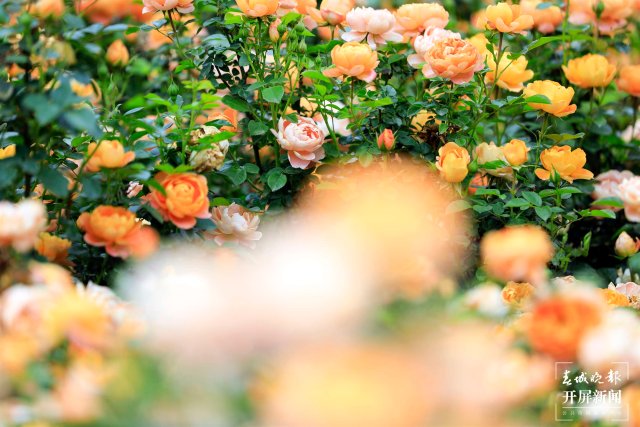 城市中心古樹成林！262棵古樹讓曲靖這處公園成了當(dāng)季最火打卡地