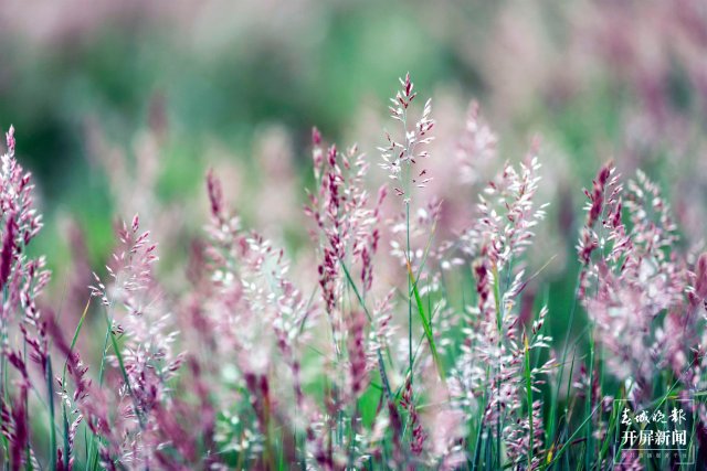 城市中心古樹成林！262棵古樹讓曲靖這處公園成了當(dāng)季最火打卡地