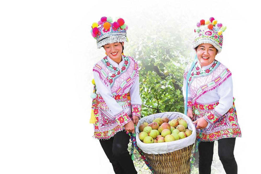 太平村中梨農(nóng)場香梨成熟 太平村中梨農(nóng)場香梨成熟