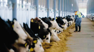 尋甸鳳合牧場(chǎng)。 鵬欣集團(tuán)供圖