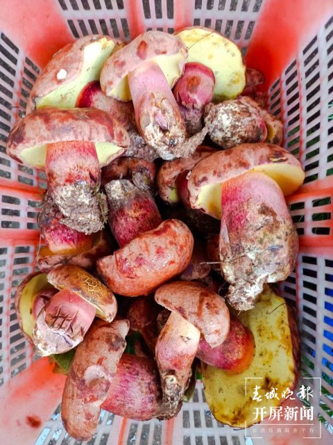 大量上市！價(jià)格跳水！昆明人敞開吃野生菌的時(shí)機(jī)終于到了?。ㄩ_屏新聞?dòng)浾?楊質(zhì)高 攝）