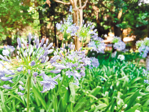 百子蓮逐漸進入盛花期。 供圖