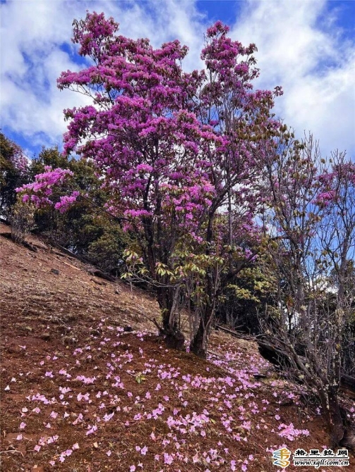 7f144b15-5a31-4804-948b-cc49de646334_batchwm