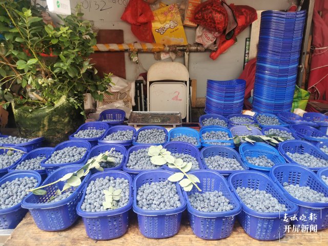 藍莓低至30元/公斤！昆明時令水果大量上市（開屏新聞記者 李賽 攝）