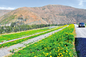 　灑海村花海。 記者楊艷輝攝