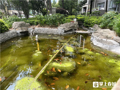 昆明某小區(qū)癩蛤蟆叫聲擾民，專家：雖吵但生態(tài)好才聽得到