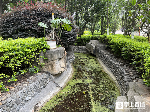 昆明某小區(qū)癩蛤蟆叫聲擾民，專家：雖吵但生態(tài)好才聽得到