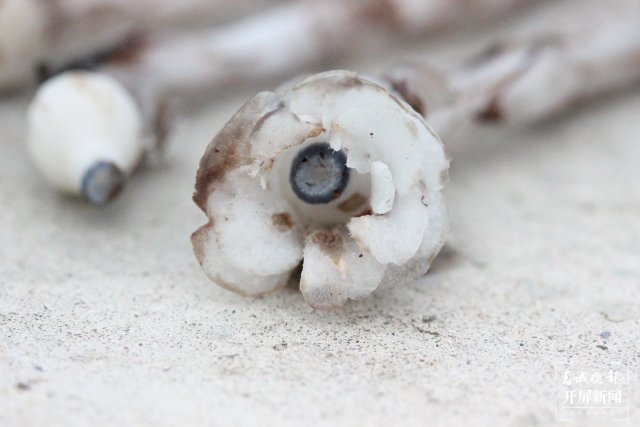 傳說中的“死亡之花”水晶蘭現(xiàn)身云南元江(李春麗 通訊員 孫桂江 白姝琦 劉政佳 攝)