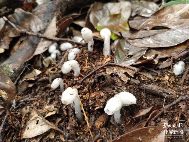 傳說中的“死亡之花”水晶蘭現(xiàn)身云南元江(李春麗 通訊員 孫桂江 白姝琦 劉政佳 攝)