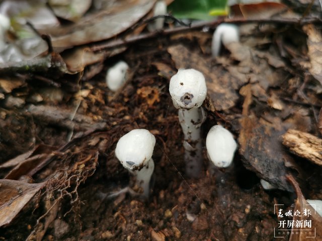 傳說中的“死亡之花”水晶蘭現(xiàn)身云南元江(李春麗 通訊員 孫桂江 白姝琦 劉政佳 攝)