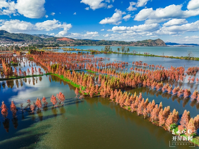 晉寧南滇池濕地公園水杉迎來最佳觀賞期