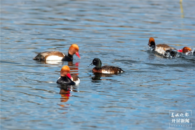 鳥中“大熊貓”青頭潛鴨現(xiàn)身滇池南岸（楊質高 通訊員 吳樹忠 攝影報道）