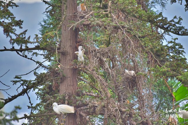 鷺巢群 (2)-FZ100413852501.jpg