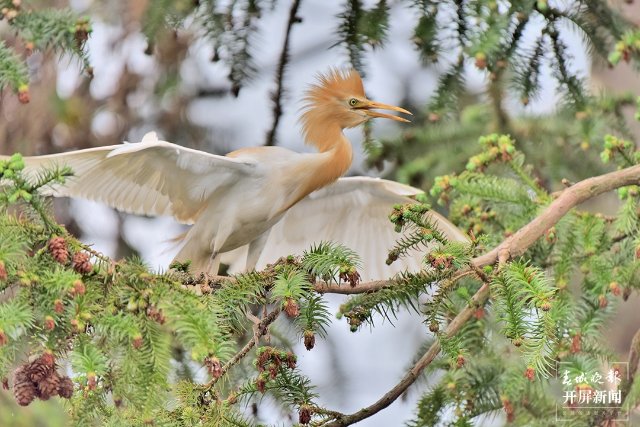 9 牛背鷺 (40)-FZ100413852473.jpg