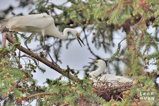 10中白鷺 (45)-FZ100413852483.jpg