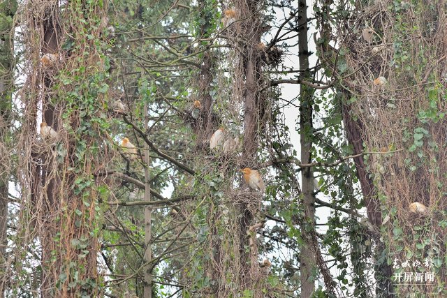 鷺巢群 (1)-FZ100413852499.jpg
