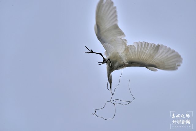 10中白鷺 (8)-FZ100413852469.jpg