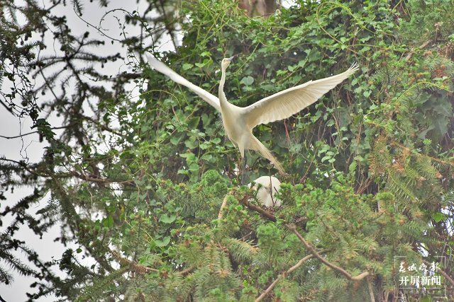 10中白鷺 (75)-FZ100413852487.jpg