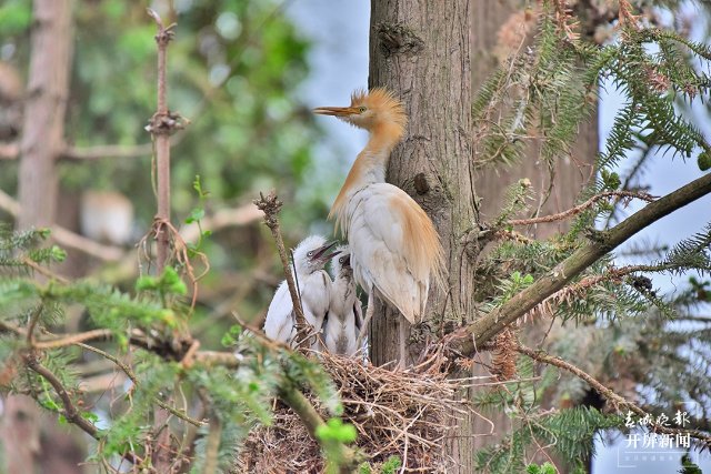 育雛 (1)-FZ100413852511.jpg